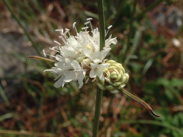 Cephalaria leucantha / Vedovina a teste bianche